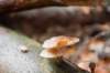 belmonte2_031_small.jpg