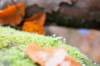 belmonte2_032_small.jpg