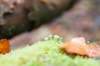 belmonte2_033_small.jpg