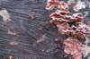 belmonte2_036_small.jpg