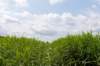 bertbospad_017_small.jpg