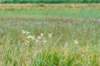 bertbospad_042_small.jpg