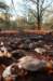bilthoven_07_small.jpg