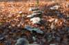 bilthoven_08_small.jpg