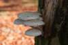 bilthoven_13_small.jpg