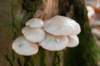 bilthoven_14_small.jpg