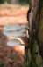 bilthoven_15_small.jpg