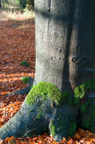 bilthoven_16.jpg