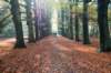 bilthoven_17_small.jpg