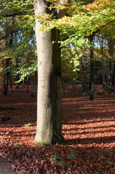 bilthoven_20.jpg