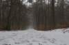 biltsebaaierd_009_small.jpg