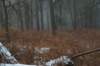 biltsebaaierd_012_small.jpg