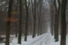 biltsebaaierd_015_small.jpg