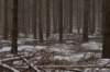 biltsebaaierd_022_small.jpg