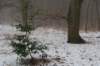 biltsebaaierd_026_small.jpg