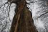 biltsebaaierd_028_small.jpg