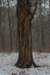 biltsebaaierd_029_small.jpg