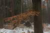 biltsebaaierd_034_small.jpg