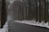 biltsebaaierd_039_small.jpg