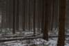 biltsebaaierd_041_small.jpg