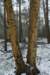 biltsebaaierd_043_small.jpg