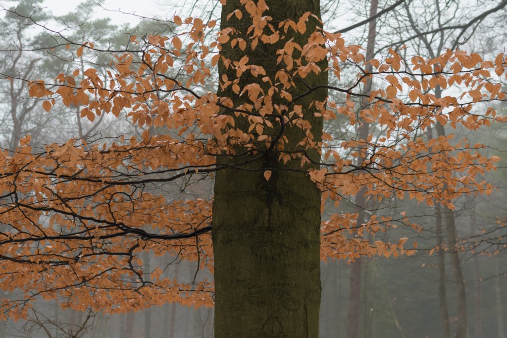 biltsebaaierd_047.jpg