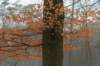 biltsebaaierd_047_small.jpg