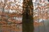 biltsebaaierd_048_small.jpg