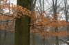 biltsebaaierd_049_small.jpg