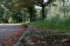 bomen_005_small.jpg