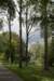 bomen_013_small.jpg