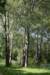 bomen_015_small.jpg
