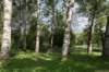 bomen_016_small.jpg