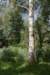 bomen_017_small.jpg