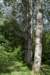 bomen_018_small.jpg