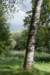 bomen_019_small.jpg