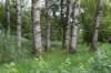 bomen_020_small.jpg