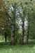 bomen_021_small.jpg