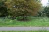 bomen_022_small.jpg