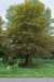 bomen_023_small.jpg