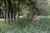 bomen_024_small.jpg