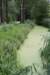 bomen_027_small.jpg