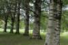 bomen_029_small.jpg