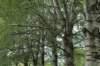 bomen_030_small.jpg