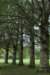 bomen_031_small.jpg