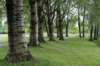 bomen_032_small.jpg