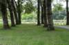 bomen_034_small.jpg