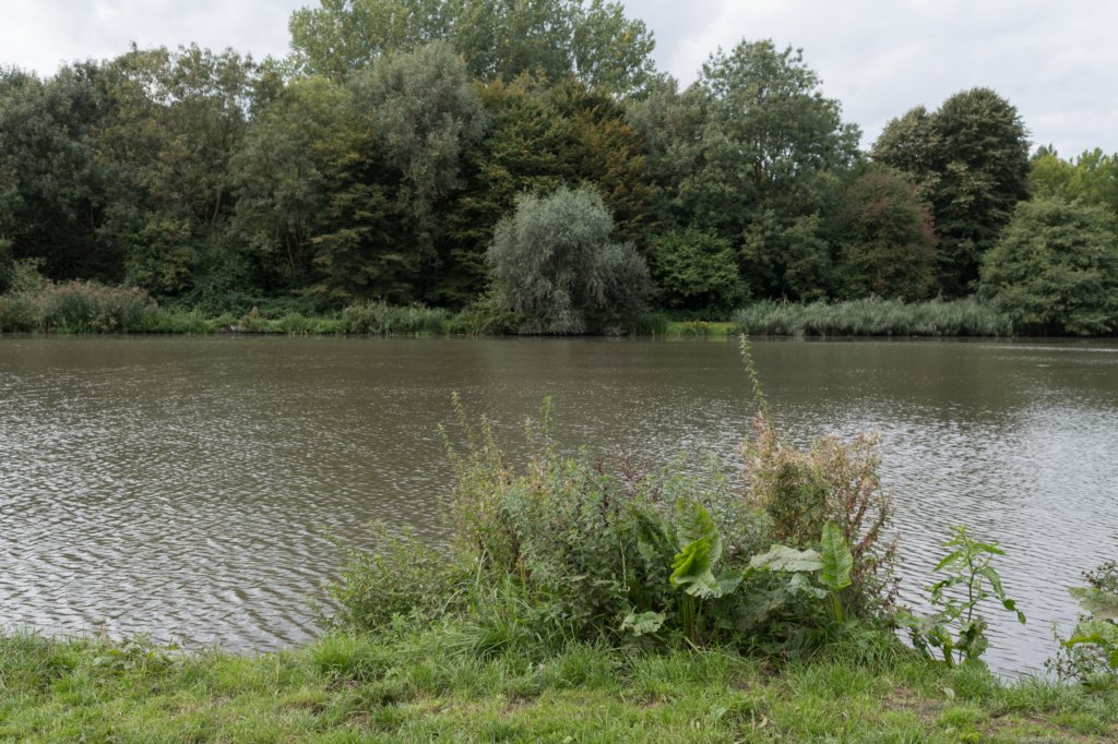 bomen_036.jpg