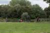bomen_038_small.jpg