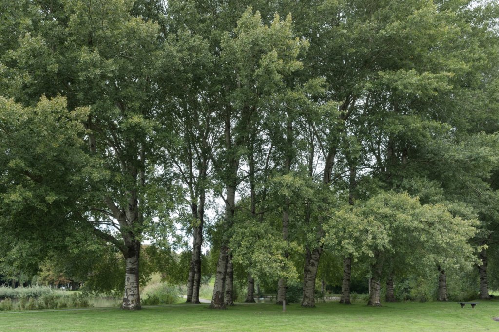 bomen_040.jpg